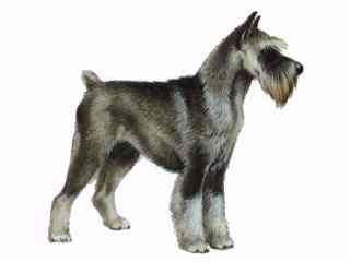 Picture of a dignified dark grey & silver miniature schnauzer