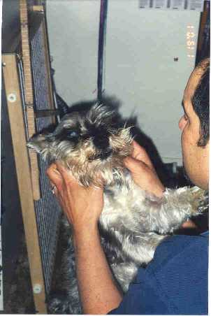 Bonk gets scratched by Dad