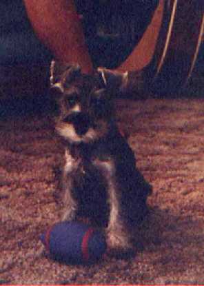 Puppy Bonk with his football