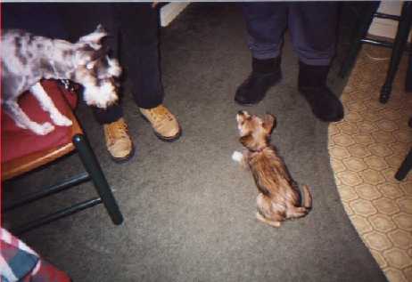 Bonk and puppy Sammi.