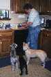 Supper time for Bonk, Sammi & Sadie.
